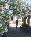 Paul's Himalayan Musk