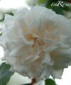 Mme Alfred Carriere