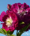 Perennial Blue