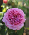 Princess Alexandra of Kent - David Austin (Uk) 2007