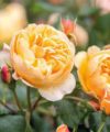 Roald Dahl - David Austin 2016