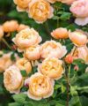 Roald Dahl - David Austin 2016 – Image 2