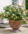 Roald Dahl - David Austin 2016 – Image 3