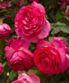 Pink Eden Rose (Cyclamen Pierre de Ronsard) - Meilland 2017