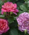 Princess Anne