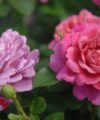 Princess Anne