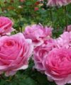 Princess Alexandra of Kent