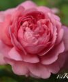 Princess Alexandra of Kent