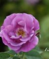 Rhapsody in Blue