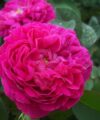 Rose de Rescht