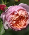 Peter Paul Rubens