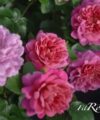 Princess Anne