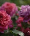 Princess Anne