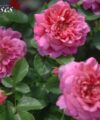 Princess Anne