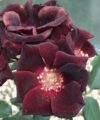 Pretty Black