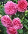 Princess Alexandra of Kent