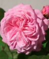Comtesse Marie Henriette