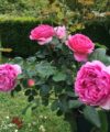 Princess Alexandra of Kent