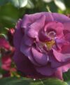 Rhapsody in Blue