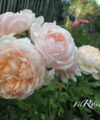 The Lady Gardener