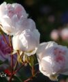 The Generous Gardener