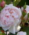 The Generous Gardener