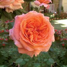 Rose orange