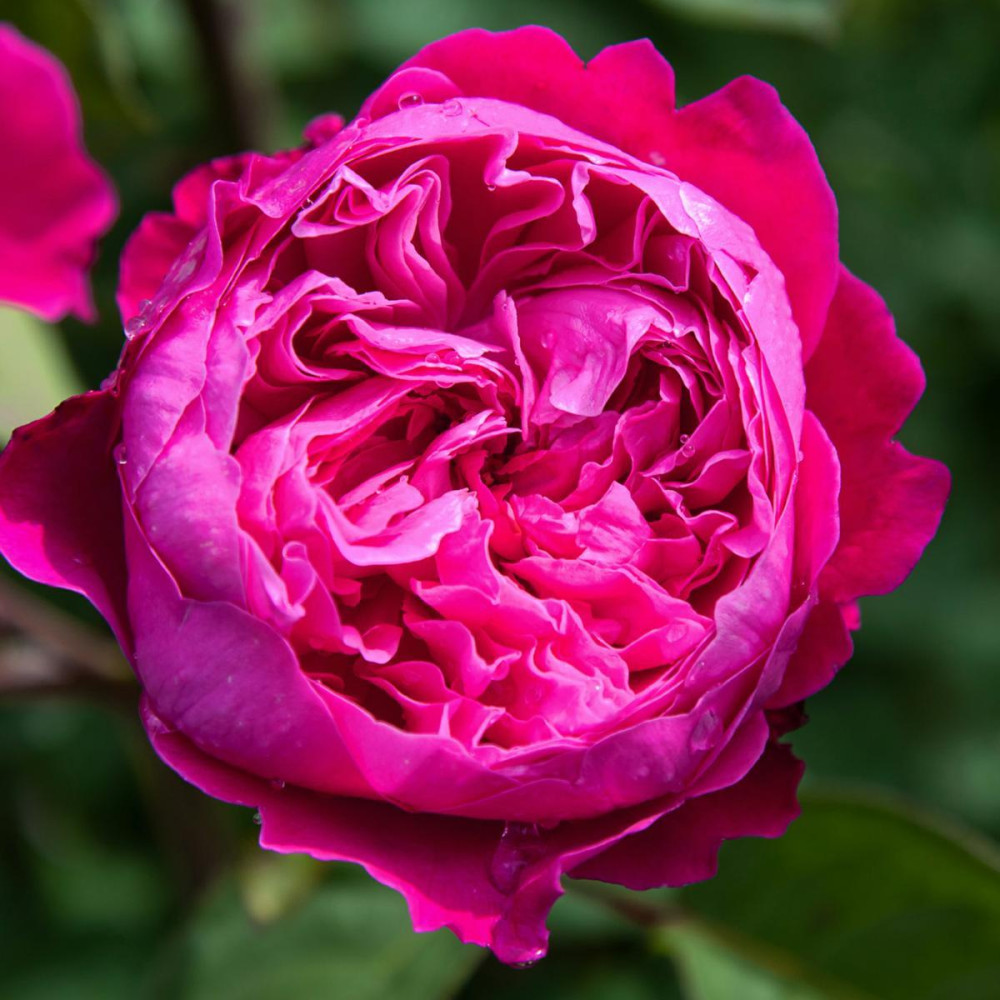 Rosier très parfumé