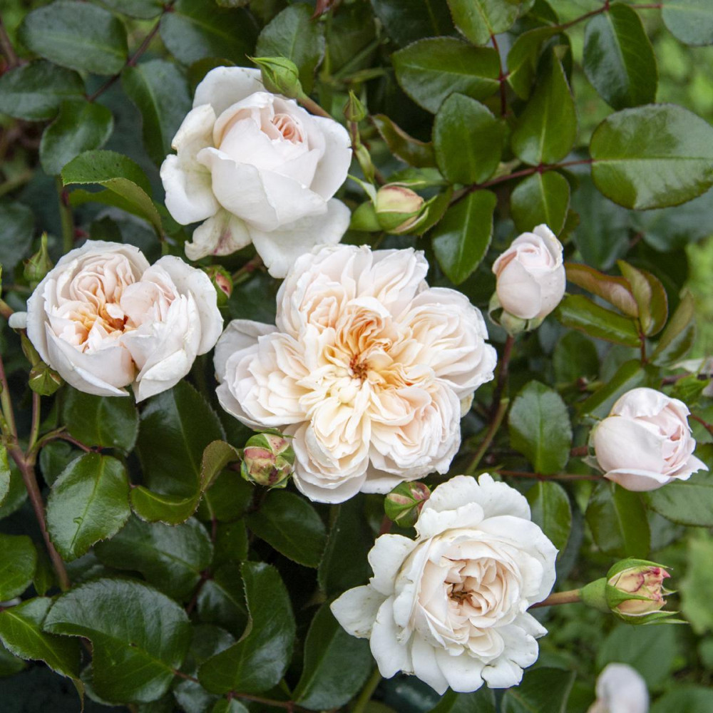 Rosier très parfumé Rosier Japon