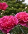 Princesse Alexandra Renaissance - Poulsen 1998 – Image 2
