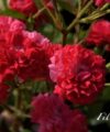 Red Fairy