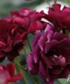 Burgundy Ice