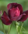 Burgundy Ice