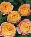 Baby Romantica
