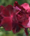 Burgundy Ice