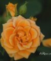 Apricot Clementine