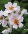 Sweet Pretty