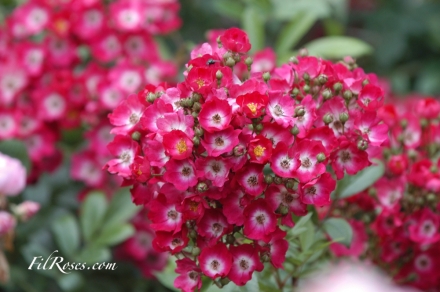 Ballerina Red