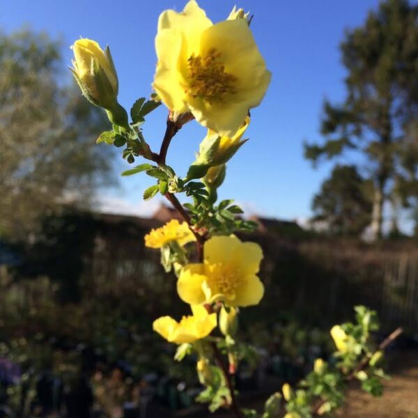 Canary Bird