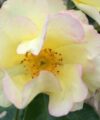 Scented Garden