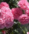 Pink Swany
