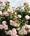 Rose de Tolbiac