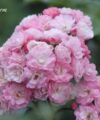 Heavenly Pink