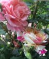 Vanille Fraise
