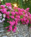 Flower Carpet Pink