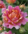 Rose des Cisterciens