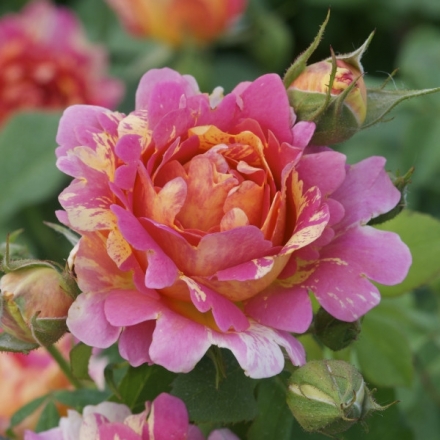 Rose des Cisterciens