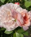 Rose de Tolbiac