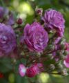 Rose Marie Viaud