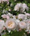 Pear - Rosier comestible
